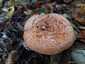 Ízletes rizike (Lactarius deliciosus), Őrség